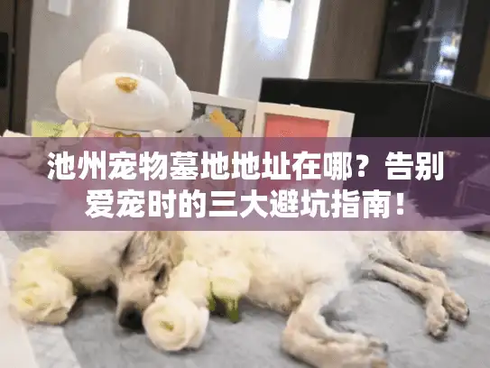 池州宠物墓地地址在哪？告别爱宠时的三大避坑指南！