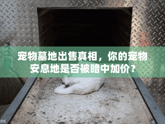 宠物墓地出售真相，你的宠物安息地是否被暗中加价？