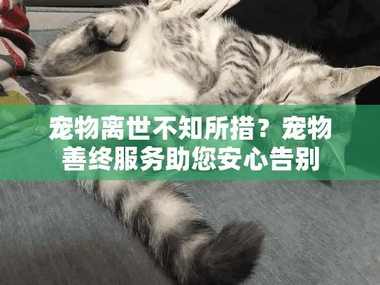 宠物离世不知所措？宠物善终服务助您安心告别