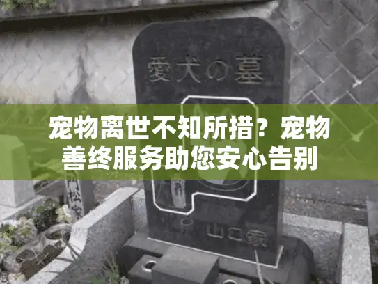 宠物离世不知所措？宠物善终服务助您安心告别