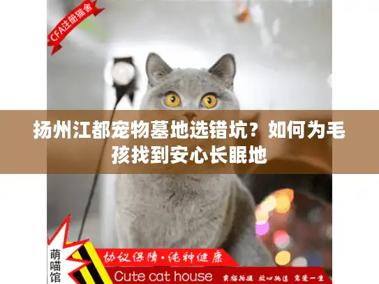 扬州江都宠物墓地选错坑？如何为毛孩找到安心长眠地