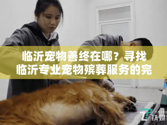 临沂宠物善终在哪?寻找临沂专业宠物殡葬服务的完整指南 临沂宠物善终在哪?寻找临沂专业宠物殡葬服务的完整指南