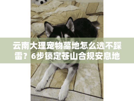 云南大理宠物墓地怎么选不踩雷?6步锁定苍山合规安息地 云南大理宠物墓地怎么选不踩雷?6步锁定苍山合规安息地
