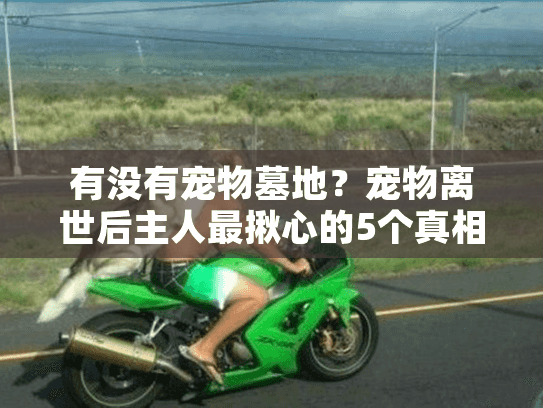 有没有宠物墓地？宠物离世后主人最揪心的5个真相