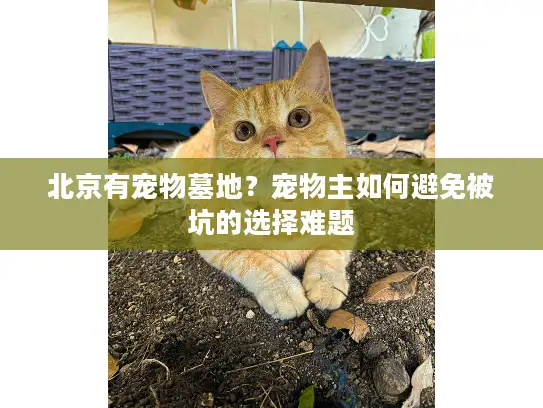 北京有宠物墓地？宠物主如何避免被坑的选择难题
