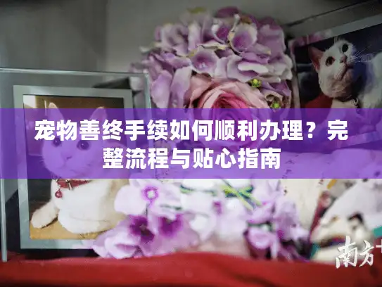 宠物善终手续如何顺利办理？完整流程与贴心指南