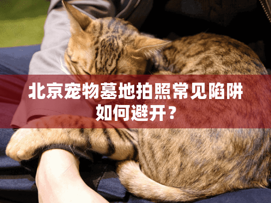 北京宠物墓地拍照常见陷阱如何避开？