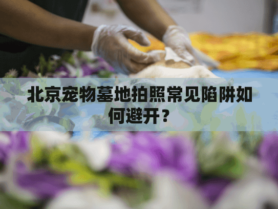 北京宠物墓地拍照常见陷阱如何避开？