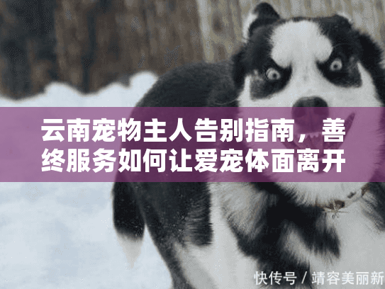 云南宠物主人告别指南,善终服务如何让爱宠体面离开? 云南宠物主人告别指南,善终服务如何让爱宠体面离开?