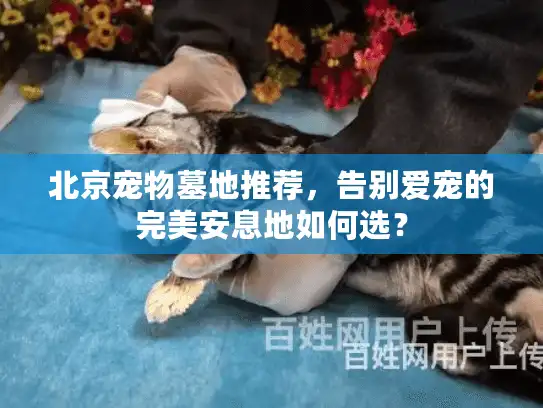 北京宠物墓地推荐，告别爱宠的完美安息地如何选？