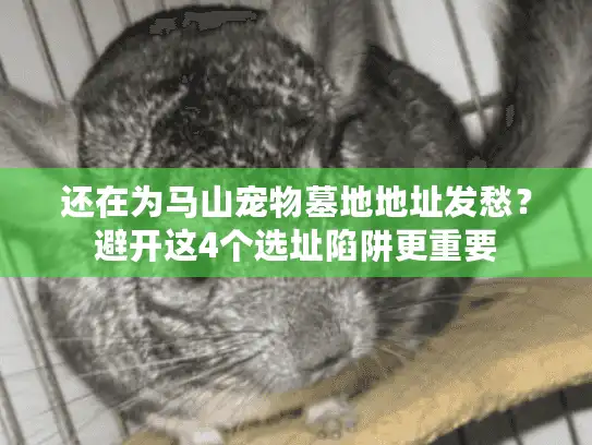 还在为马山宠物墓地地址发愁?避开这4个选址陷阱更重要 还在为马山宠物墓地地址发愁?避开这4个选址陷阱更重要