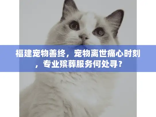福建宠物善终，宠物离世痛心时刻，专业殡葬服务何处寻？
