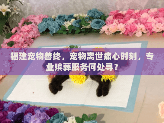 福建宠物善终，宠物离世痛心时刻，专业殡葬服务何处寻？