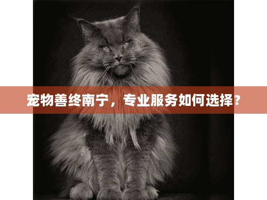宠物善终南宁，专业服务如何选择？