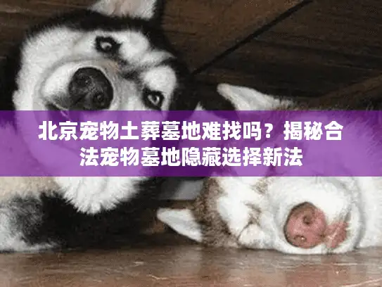北京宠物土葬墓地难找吗？揭秘合法宠物墓地隐藏选择新法