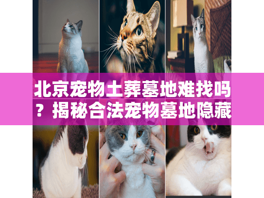 北京宠物土葬墓地难找吗？揭秘合法宠物墓地隐藏选择新法