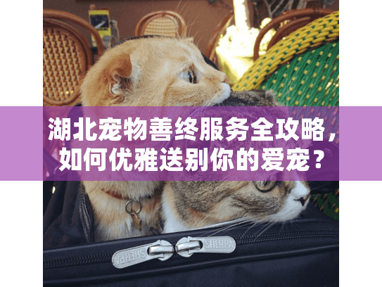 湖北宠物善终服务全攻略，如何优雅送别你的爱宠？