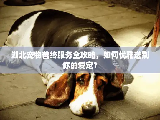 湖北宠物善终服务全攻略，如何优雅送别你的爱宠？