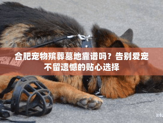 合肥宠物殡葬墓地靠谱吗？告别爱宠不留遗憾的贴心选择