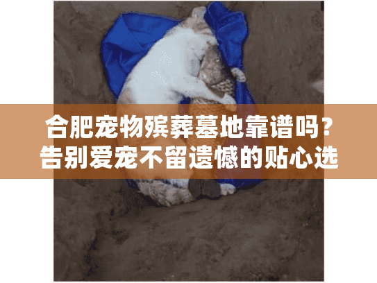 合肥宠物殡葬墓地靠谱吗？告别爱宠不留遗憾的贴心选择