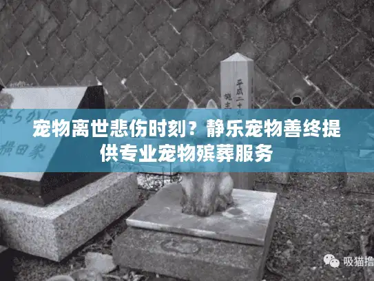 宠物离世悲伤时刻?静乐宠物善终提供专业宠物殡葬服务 宠物离世悲伤时刻?静乐宠物善终提供专业宠物殡葬服务