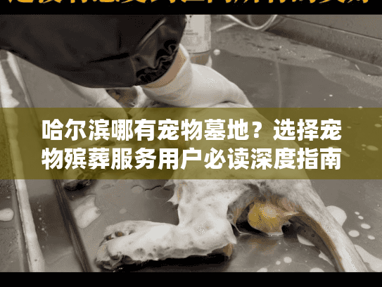 哈尔滨哪有宠物墓地？选择宠物殡葬服务用户必读深度指南