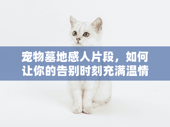 宠物墓地感人片段，如何让你的告别时刻充满温情与回忆？