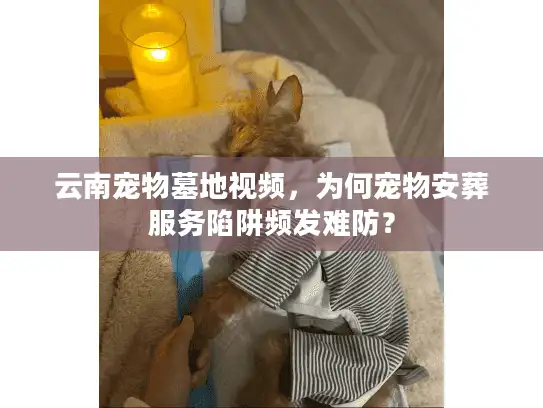 云南宠物墓地视频，为何宠物安葬服务陷阱频发难防？