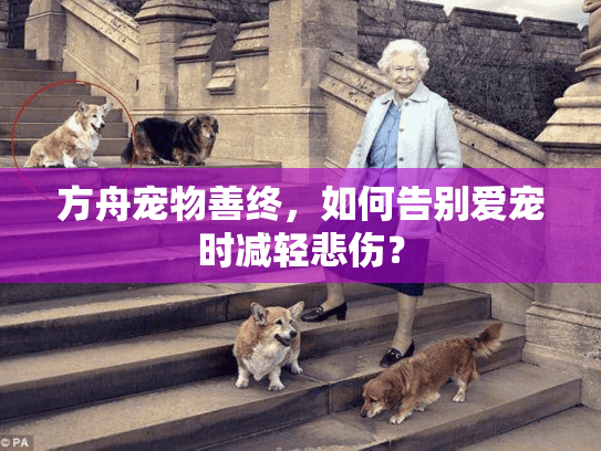 方舟宠物善终，如何告别爱宠时减轻悲伤？