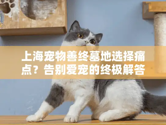 上海宠物善终墓地选择痛点？告别爱宠的终极解答