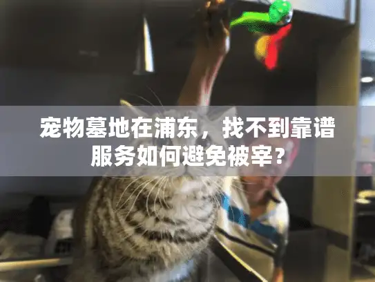 宠物墓地在浦东,找不到靠谱服务如何避免被宰? 宠物墓地在浦东,找不到靠谱服务如何避免被宰?