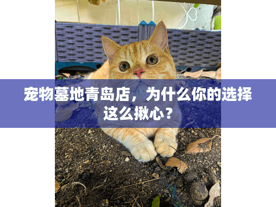 宠物墓地青岛店,为什么你的选择这么揪心? 宠物墓地青岛店,为什么你的选择这么揪心?