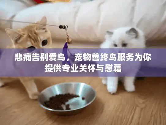 悲痛告别爱鸟，宠物善终鸟服务为你提供专业关怀与慰藉