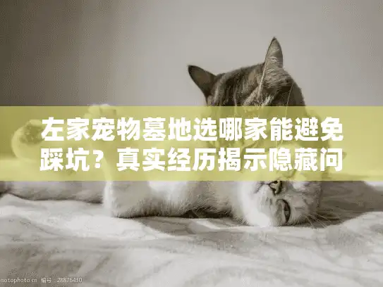 左家宠物墓地选哪家能避免踩坑？真实经历揭示隐藏问题
