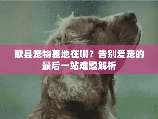 献县宠物墓地在哪？告别爱宠的最后一站难题解析