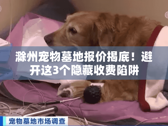 滁州宠物墓地报价揭底！避开这3个隐藏收费陷阱