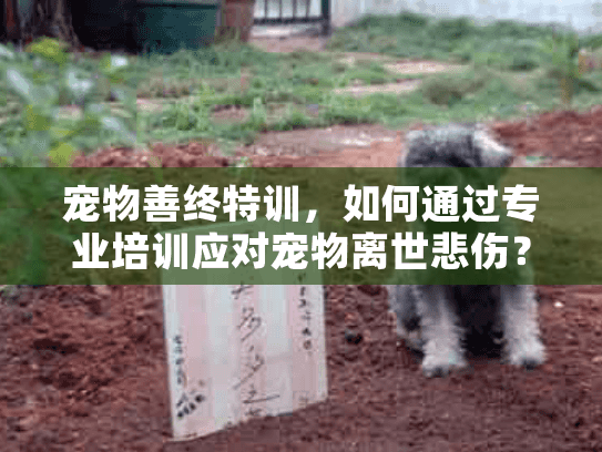 宠物善终特训，如何通过专业培训应对宠物离世悲伤？