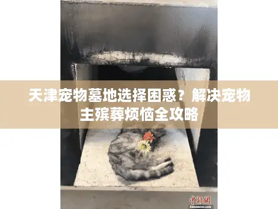 天津宠物墓地选择困惑？解决宠物主殡葬烦恼全攻略