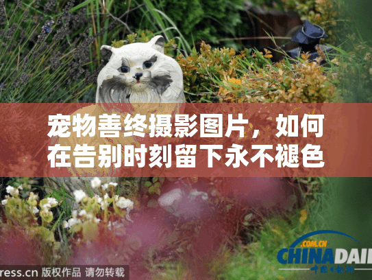 宠物善终摄影图片，如何在告别时刻留下永不褪色的回忆？