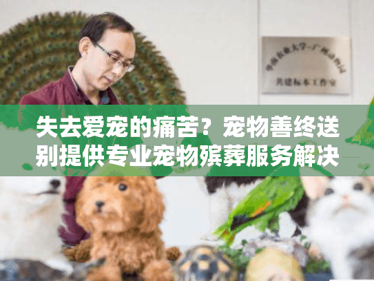 失去爱宠的痛苦？宠物善终送别提供专业宠物殡葬服务解决方案