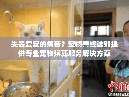 失去爱宠的痛苦？宠物善终送别提供专业宠物殡葬服务解决方案