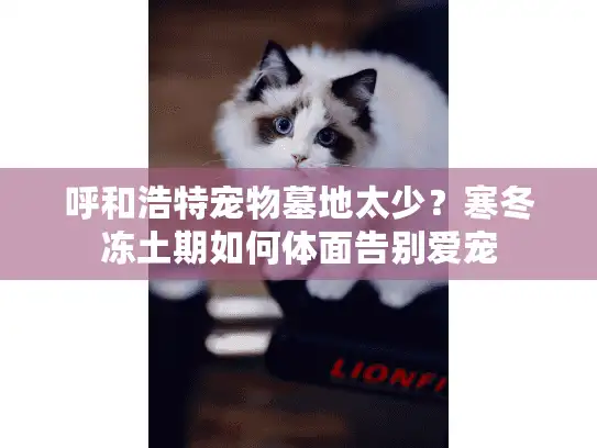 呼和浩特宠物墓地太少？寒冬冻土期如何体面告别爱宠