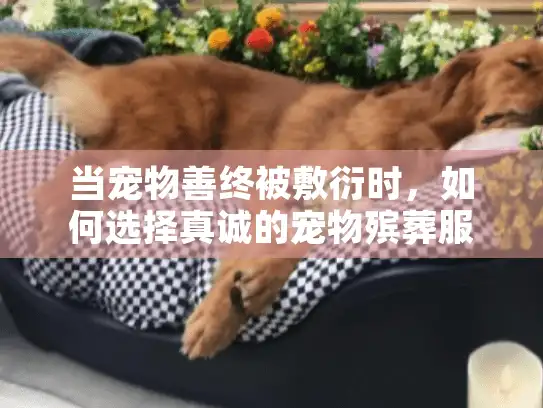当宠物善终被敷衍时，如何选择真诚的宠物殡葬服务？