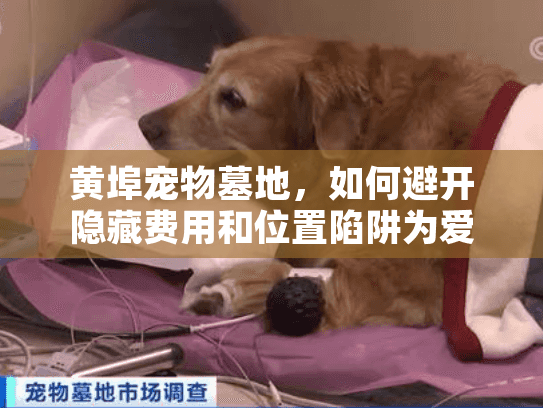 黄埠宠物墓地，如何避开隐藏费用和位置陷阱为爱宠选对安息之地？
