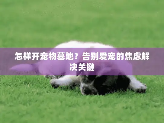 怎样开宠物墓地？告别爱宠的焦虑解决关键