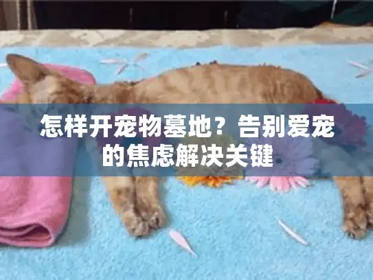 怎样开宠物墓地？告别爱宠的焦虑解决关键