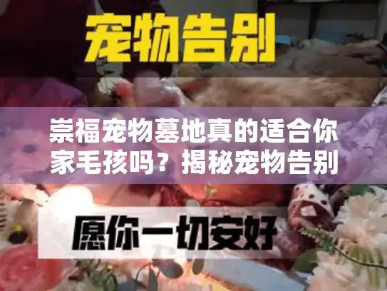 崇福宠物墓地真的适合你家毛孩吗?揭秘宠物告别五大隐藏痛点 崇福宠物墓地真的适合你家毛孩吗?揭秘宠物告别五大隐藏痛点