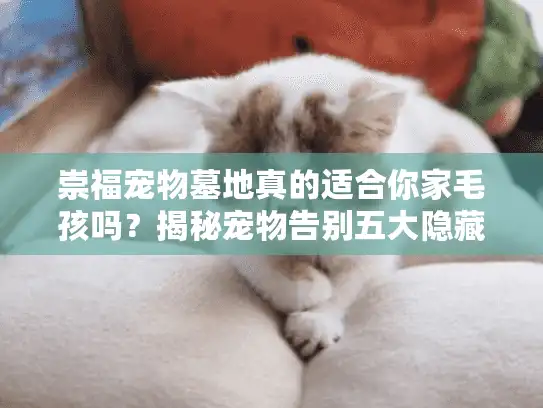 崇福宠物墓地真的适合你家毛孩吗?揭秘宠物告别五大隐藏痛点 崇福宠物墓地真的适合你家毛孩吗?揭秘宠物告别五大隐藏痛点