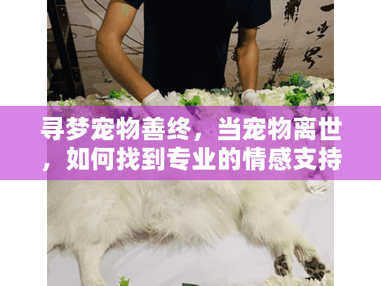 寻梦宠物善终,当宠物离世,如何找到专业的情感支持服务? 寻梦宠物善终,当宠物离世,如何找到专业的情感支持服务?