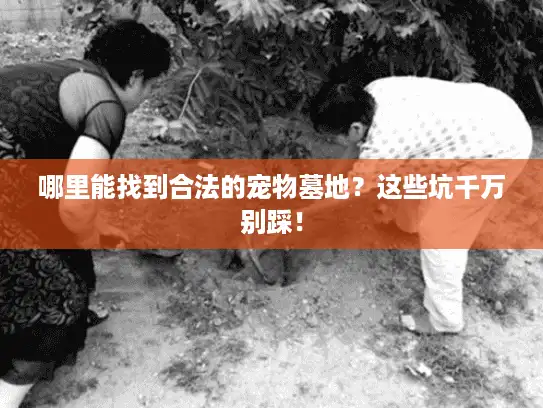 哪里能找到合法的宠物墓地？这些坑千万别踩！